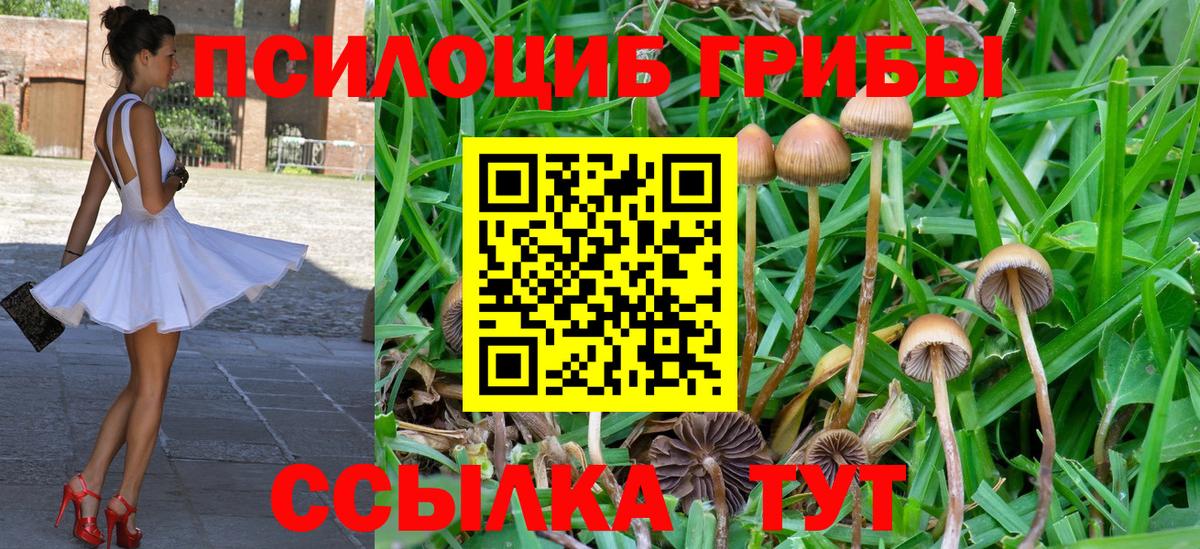 Унеча  Галлюциногенные грибы мицелий  что такое наркотик  Вход с VPN 